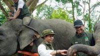 IMG-20260717-WA0024 FKGI Dukung Arah Kebijakan Raja Juli Antoni, Infrastruktur Diminta Lindungi Koridor Gajah