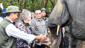 Presiden Prabowo Terbitkan Inpres Nomor 8 Tahun 2026, Tentang Penyelamatan Populasi dan Habitat Gajah Sumatera & Gajah Kalimanta